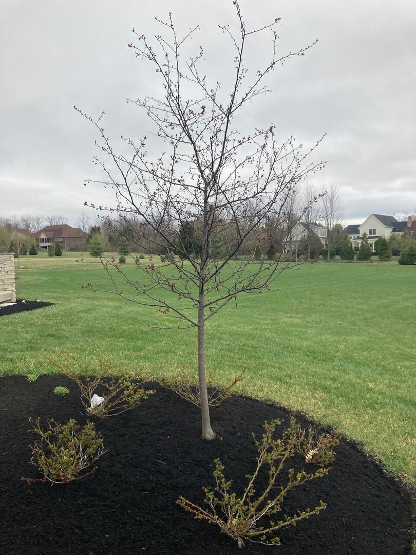 Landscaping Lebanon Ohio — Towne Pest Control design installation lawn care Warren County