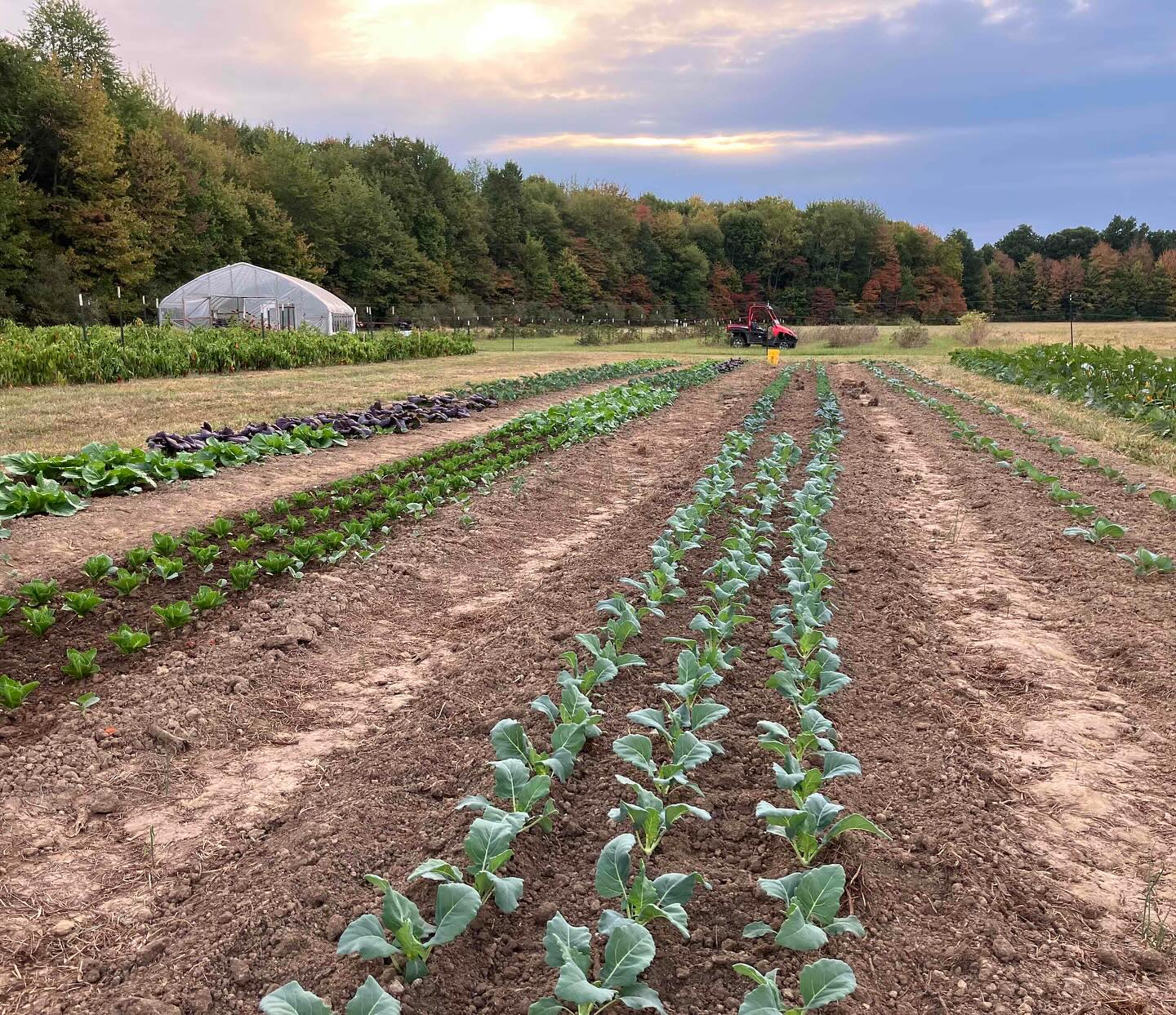 Farm field rows