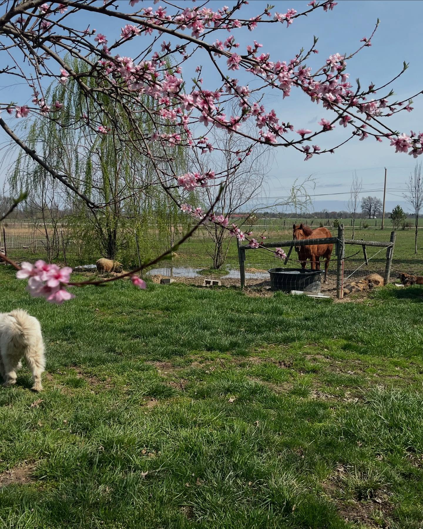 Spring farm with animals