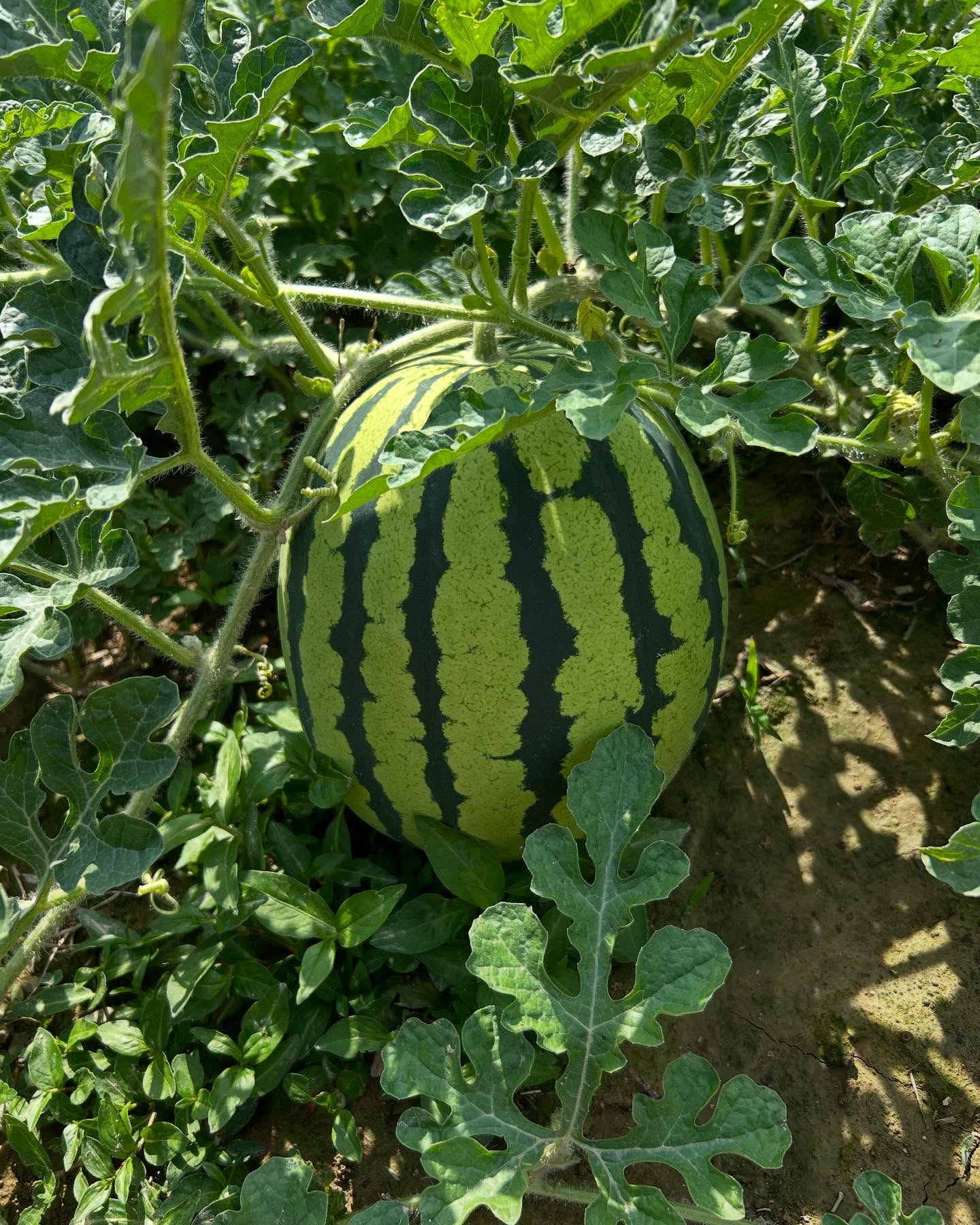 Watermelon